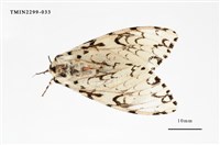 藏品(絡毒蛾)的圖片